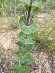 Penstemon murrayanus