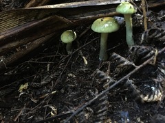 Cortinarius calaisopus