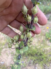 Penstemon murrayanus