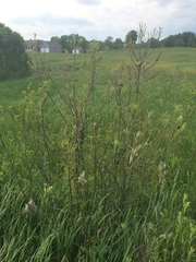 Euproctis chrysorrhoea