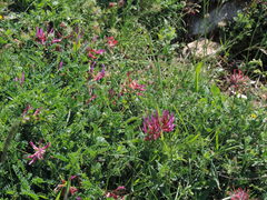Astragalus monspessulanus monspessulanus