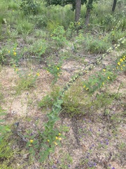 Penstemon murrayanus