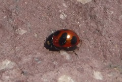Coccinella monticola