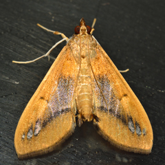 Diaphania fumosalis