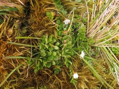 Epilobium confertifolium