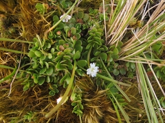 Epilobium confertifolium