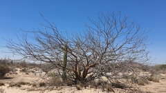 Fouquieria macdougalii
