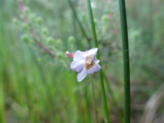 Pinguicula lusitanica