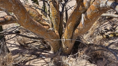 Fouquieria macdougalii