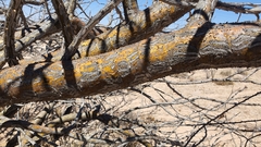 Fouquieria macdougalii