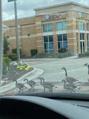 Branta canadensis
