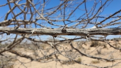 Fouquieria macdougalii