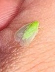 Tropiduchinae