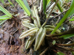 Pinguicula lusitanica