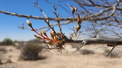 Fouquieria macdougalii