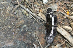 Castilia griseobasalis