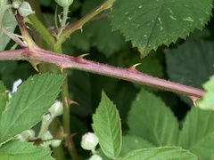 Rubus praecox