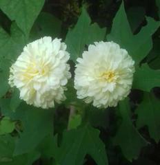 Montanoa grandiflora