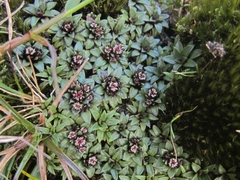 Abrotanella rosulata