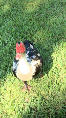 Cairina moschata domestica