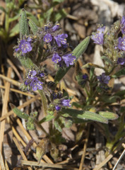 Phacelia quickii