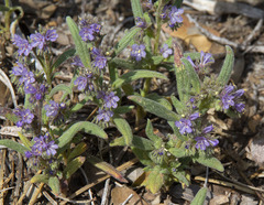 Phacelia quickii