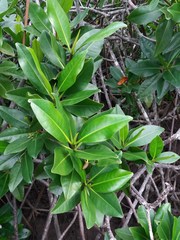 Rhizophora samoensis