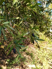 Cryptocarya angustifolia