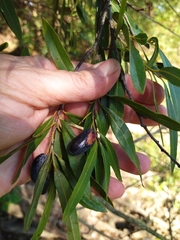 Cryptocarya angustifolia