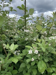 Rubus praecox