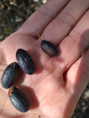 Cryptocarya angustifolia