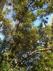 Cryptocarya angustifolia