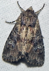 Mesapamea fractilinea