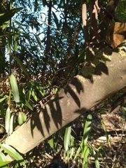 Cryptocarya angustifolia