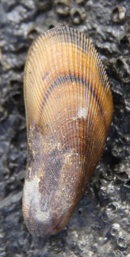 Atlantic Ribbed Mussel