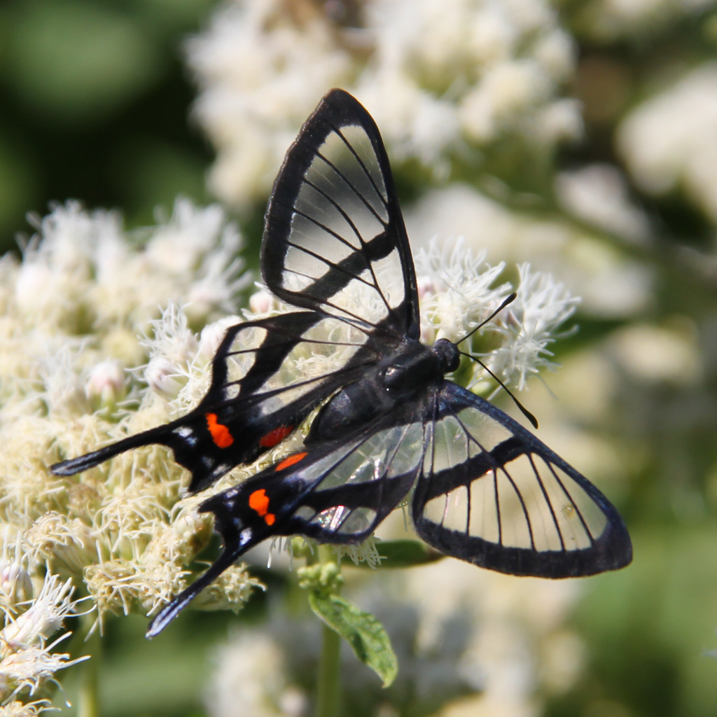 Chorinea licursis