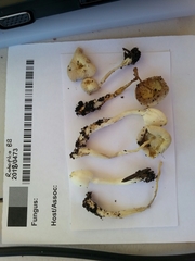 Leucocoprinus straminellus