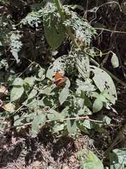 Siproeta epaphus image