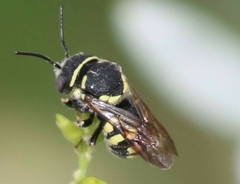 Anthidiellum ehrhorni