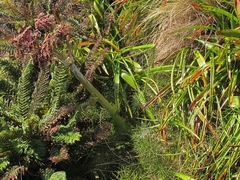 Anisotome antipoda