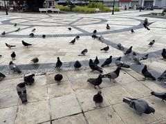Columba livia domestica