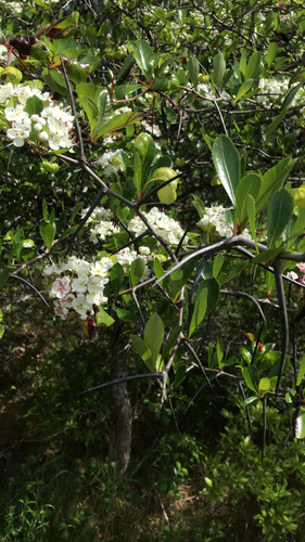 Cockspur hawthorn (Crataegus crus-galli)