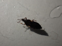 Anthocoris nemoralis
