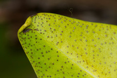 Rhizophora samoensis