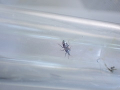 Anthocoris nemoralis