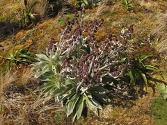 Pleurophyllum hookeri