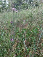 Allium oleraceum
