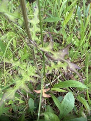 Cirsium carolinianum