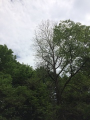 Euproctis chrysorrhoea