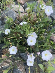 Convolvulus arvensis